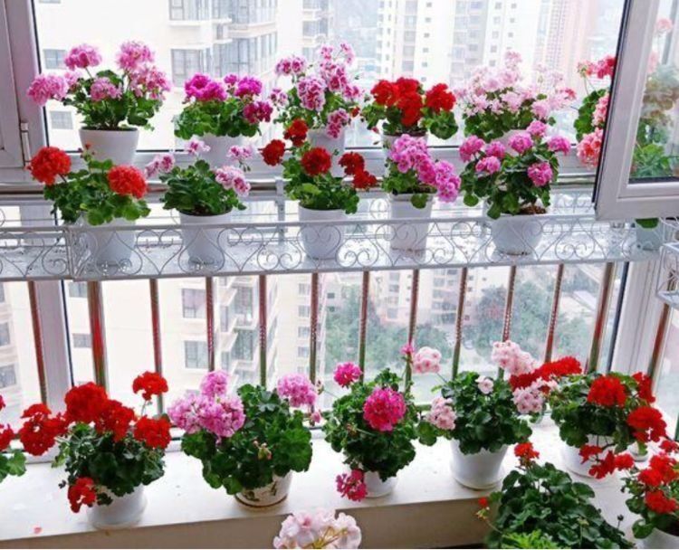 稻田土|这些花特别容易开花,并且花期超长,开花时繁花似锦,花量还大