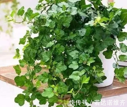 农历8月21秋分后,养什么花?以下3种花,红红火火招财纳福