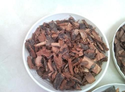  松树|养花不用买肥，捡一点松树皮、柳树皮，养啥旺啥！