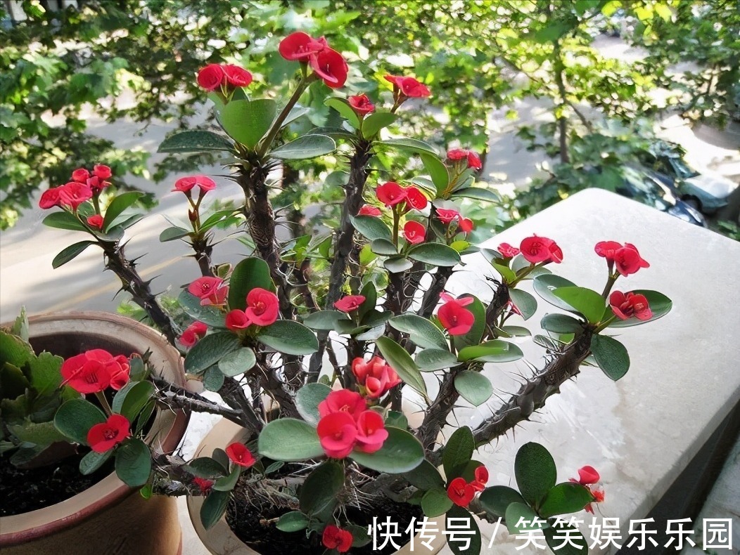 红掌|室内养盆“四季花”,花量巨大,一年365天,每天开花