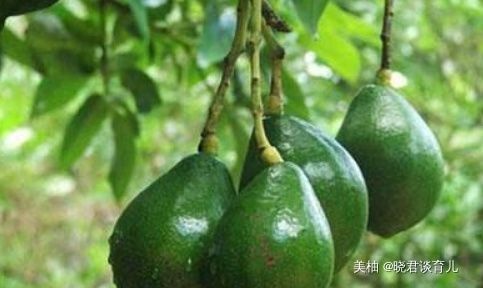 牛油果|怀孕后,5种东西再贵也要舍得吃,对腹中胎儿好处多