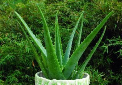 客厅养上4种花，好养又大气，叶片四季翠绿，还能净化空气