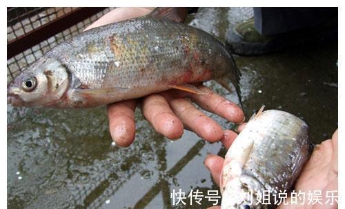 老年人|这4种鱼平时尽量少吃，或对身体不利，了解一下