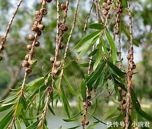 这些食物堪称最天然的“胰岛素”, 经常吃, 让你和糖尿病说拜拜