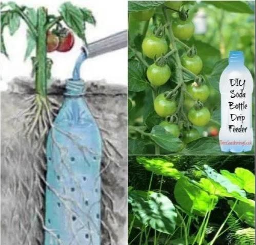 植物|没地种花种菜,没时间浇水几个塑料瓶就能解决,DIY变废为宝