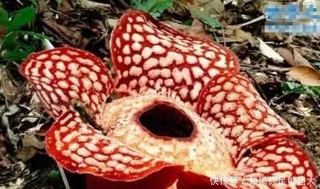 吉尼斯世界之最:最后的还未成年,现实版“天使脸庞,魔鬼身材”