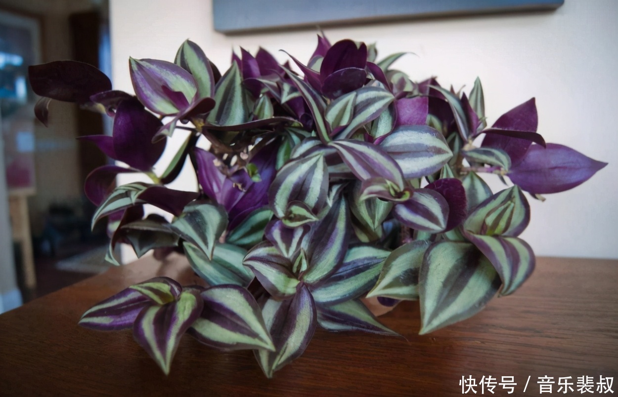 养花小技巧4个常见的小妙招,大家用对方法了没