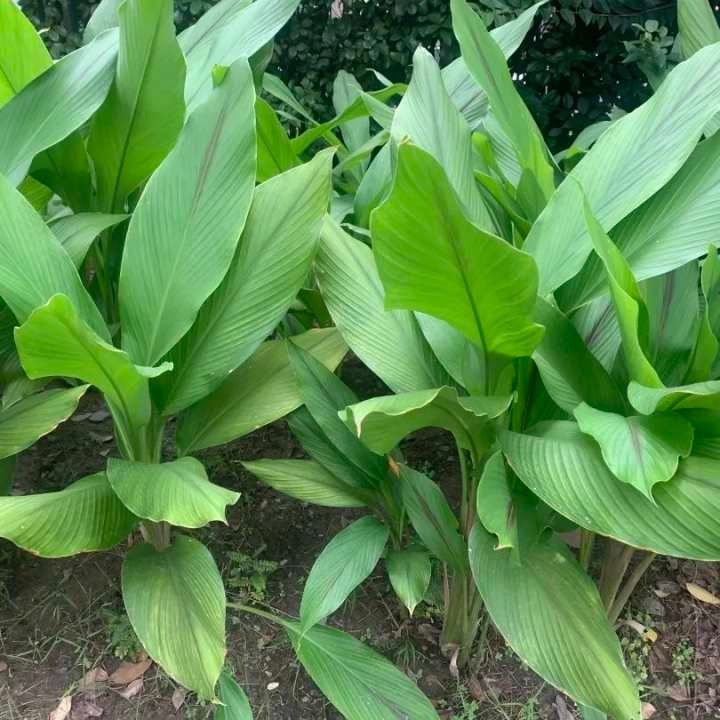 学校|泡杭白菊、采温郁金…杭州这所学校有一座“草药园”