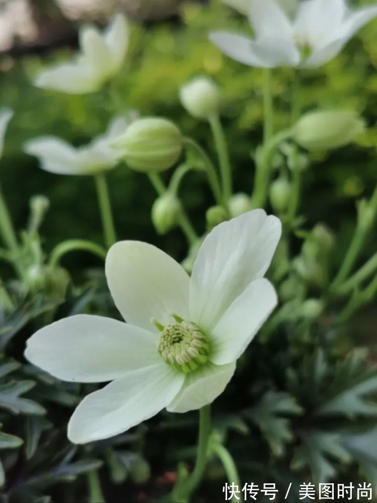 下午茶|一楼430㎡大院子,用1年半建成花园,网友:你这是建了个公园吧?