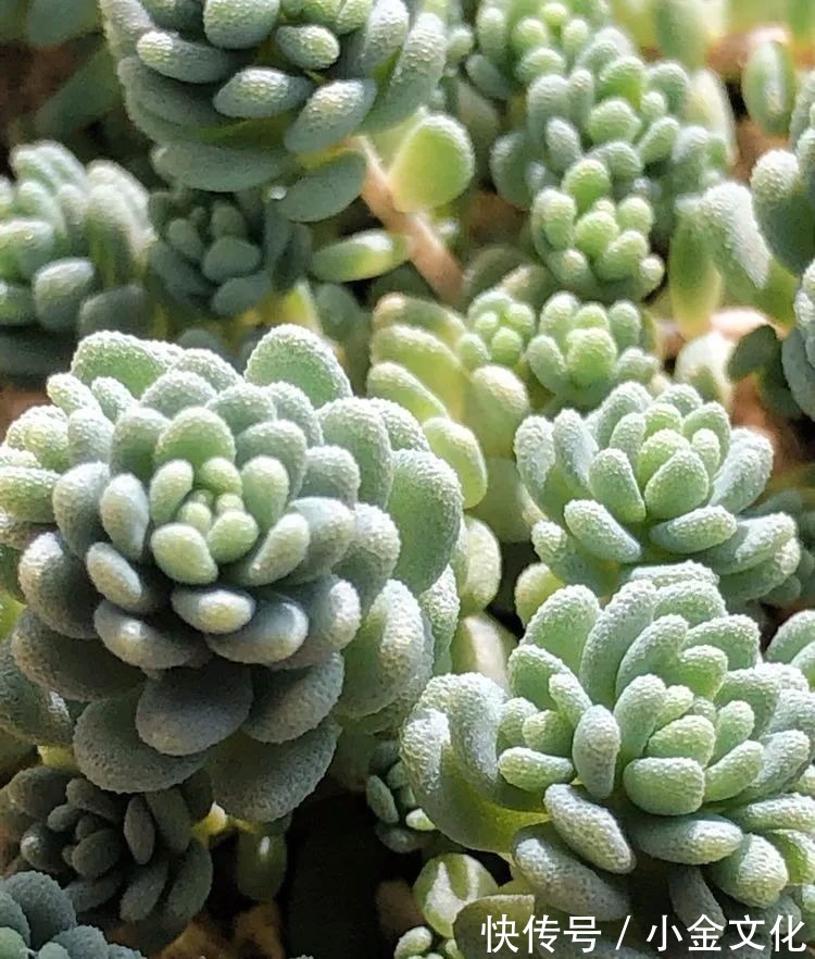 红稚莲|以阳光为滤镜,蓝天为背景,期待拥抱春天,拥抱自然!