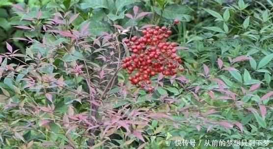 含有|在大山里看到这种“果子”,记得赶紧扔掉,它可是含有“剧毒”