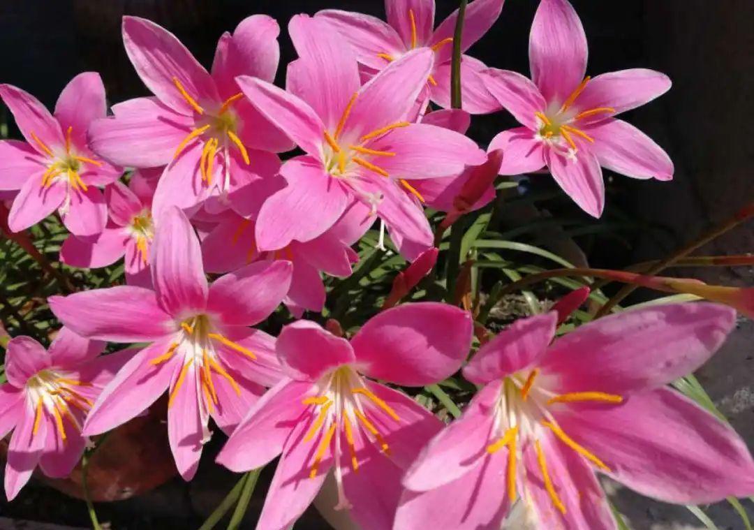 不怕晒的花,晒得越狠,花苞越多