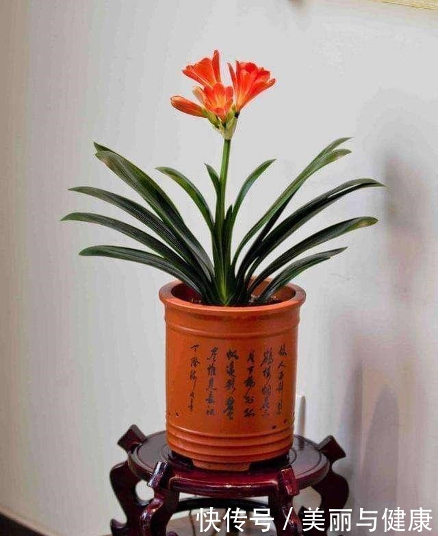 这几种花用大盆养反而不好，只顾着扎根不开花，赶紧换小盆！