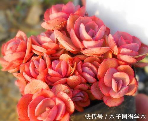 养多肉秀妍，了解掌握几个要点，上色美长满盆，像个艺术品！