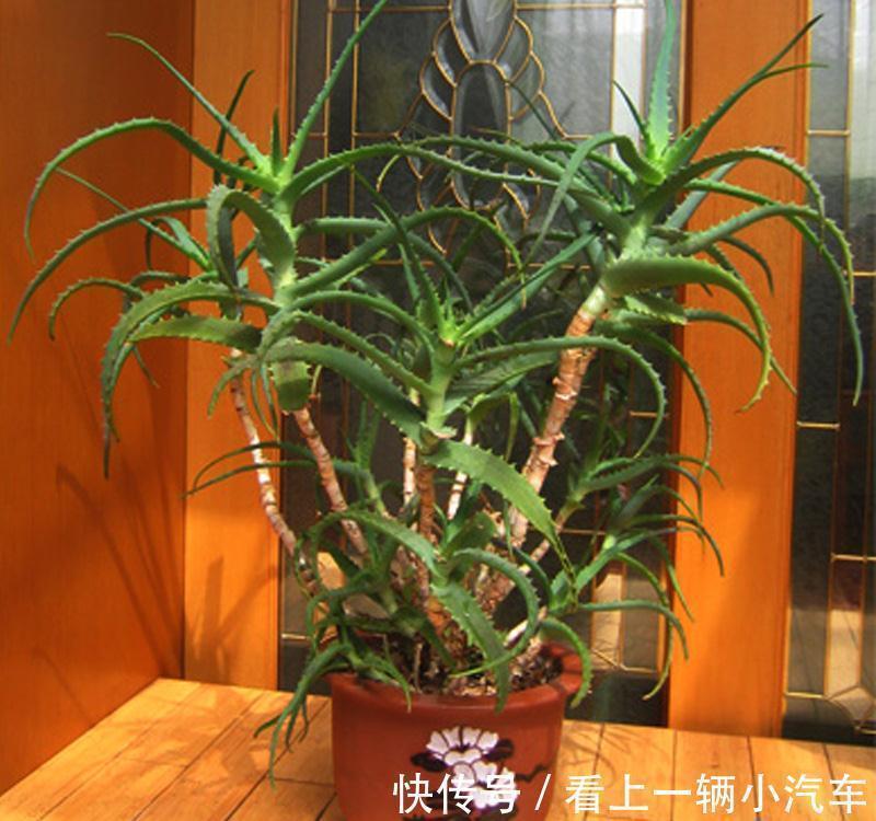 九种皮实花,多晒少管长得好,养成老桩更高档,绿萝没上榜