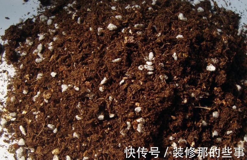 花草|在城里养花,盆栽旧土不丢,这么一处理,比刚买的新土都好使