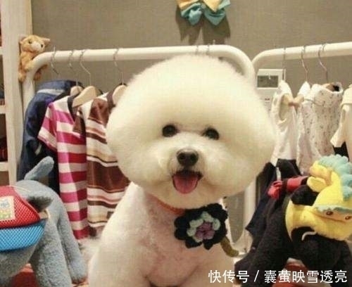 比熊取名讲究多,最好别让狗名触碰这几大