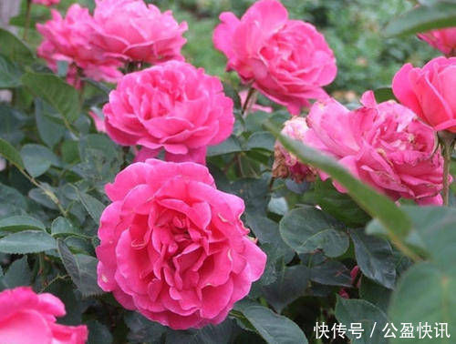油绿|3种花就是醋坛子,浇水加几滴,叶子油绿发亮