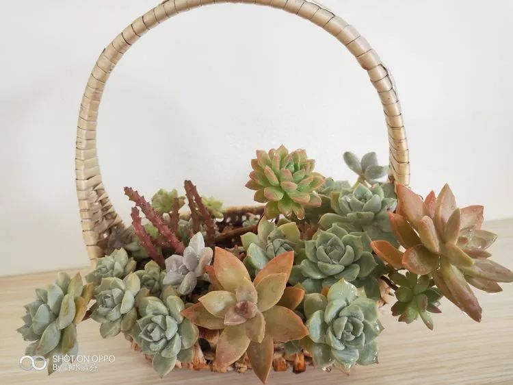 状态一般的多肉们，在我这儿已经是最美的存在了！