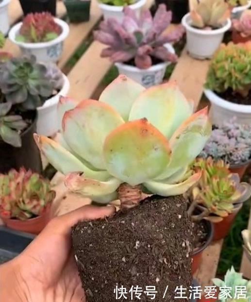 草炭土|多肉易出问题,就是根没养好,2个养根诀窍,肉肉晶莹剔透