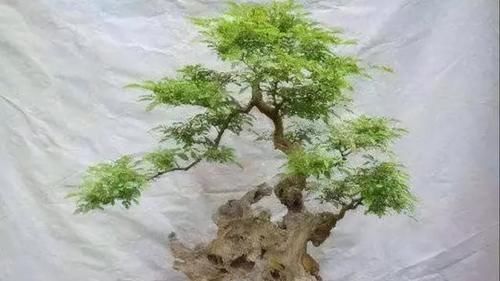 荆棵盆景怎么做？