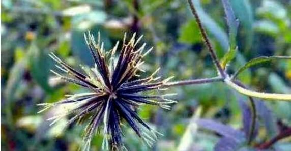 山野|山野常见的“鬼针草”,最爱粘衣服,烦人的很,却是“治病良药”