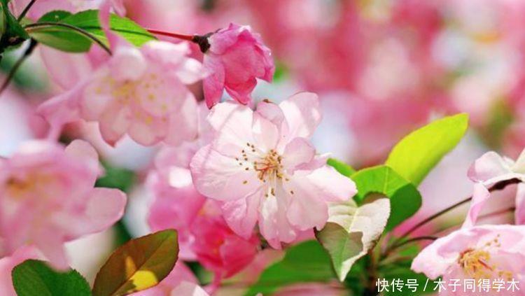 家养几款花卉,开花勤爱爆盆,惊艳如花球