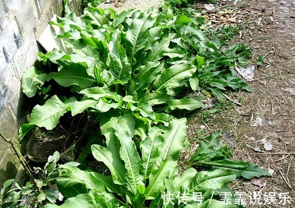 大黄|农村墙根边的“羊蹄根”，入药可抗肿瘤，有人认为它就是野草