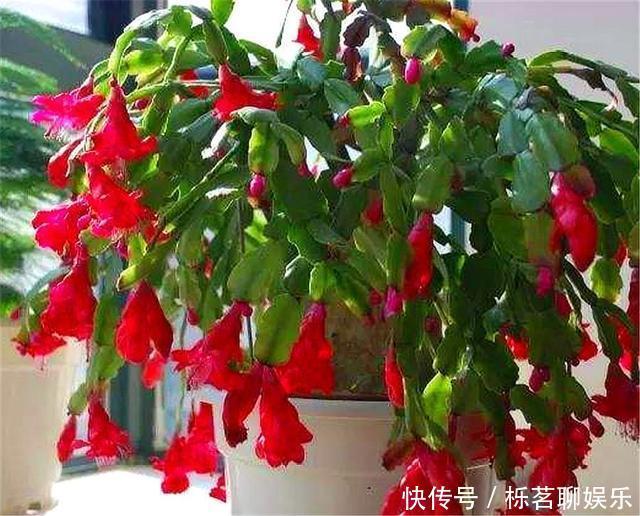 根系|蟹爪兰花后养护很重要,仅仅修剪还不够,做好这4点,开花大又多