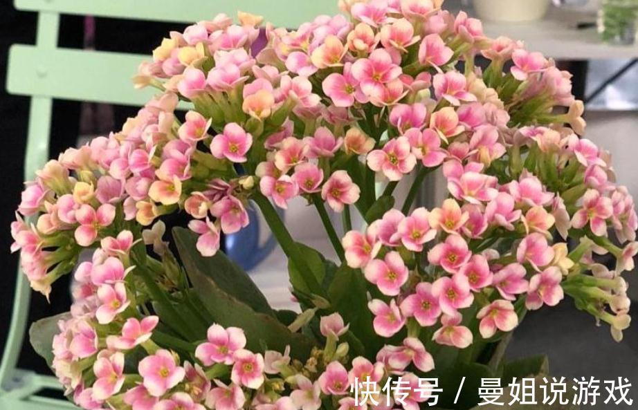 到了11月，养长寿花牢记这5点，盆栽花开一茬接一茬，又多又美