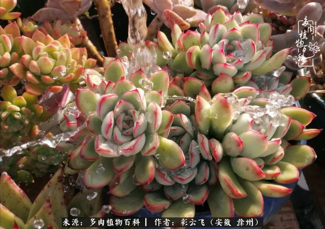 浇水后的多肉，照片秒变“照骗”！却被“骗”得很开心！
