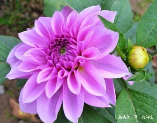 生命力顽强的三种植物，开花量巨大太容易爆满盆，好看又耐活