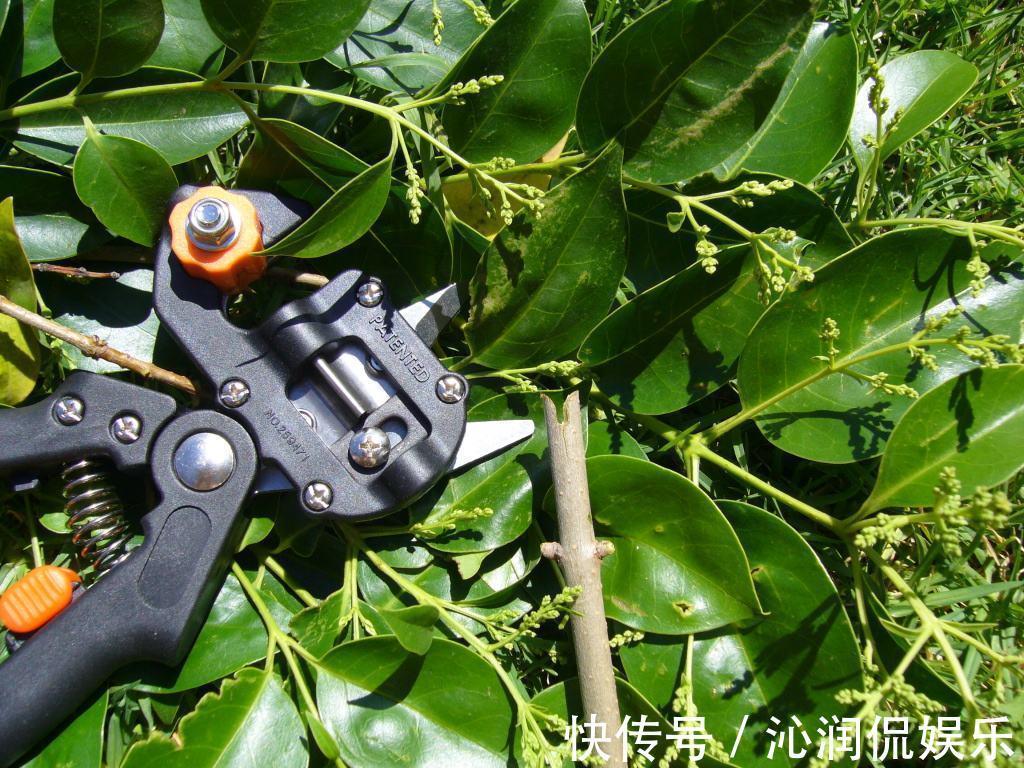 主干|不想让盆栽“蹿个”,掌握这个方法,避免长得“顶天立地”