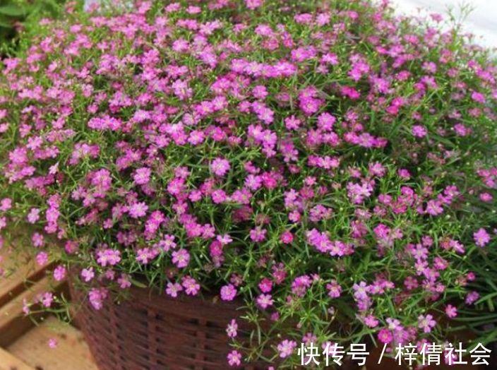 家里养4种花，沾土就活，一养就养爆，直接变成“小花园”