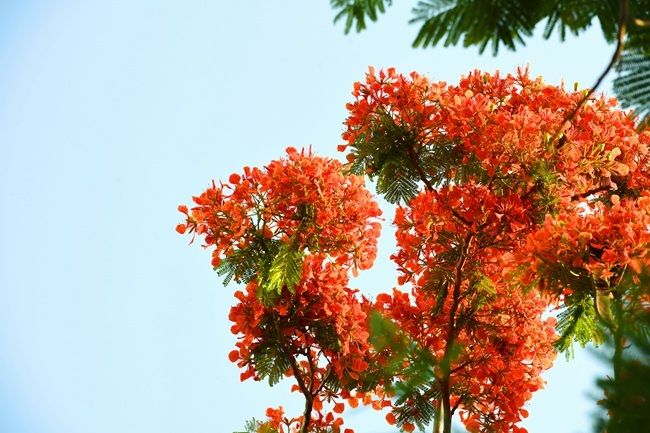 凤凰花开|凤凰花开 漳州港又“红”了