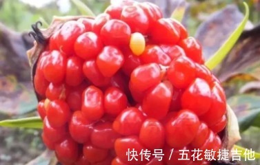 遇见|长得像石榴仔一样,晶莹亮洁,遇见请珍惜!