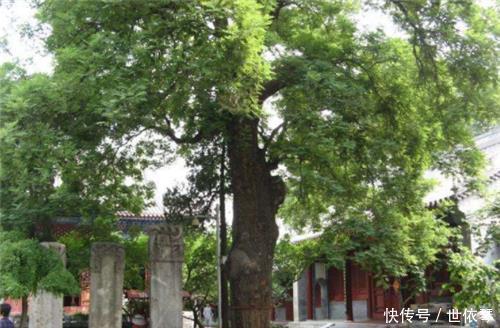 古人|俗语“五树进宅,人穷家败”,是啥意思古人的智慧至今受用
