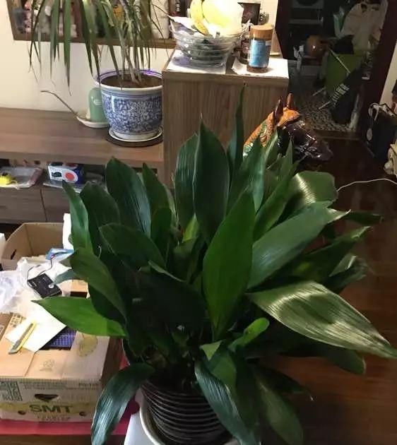 吊兰|4种花卫生间必养,耐阴除湿,漂亮好看生机旺