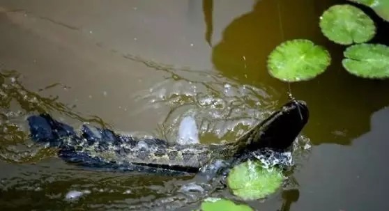 北京烤鸭|这种饵料“专钓黑鱼”，炮制方法简单，方圆20米的黑鱼争相咬钩！