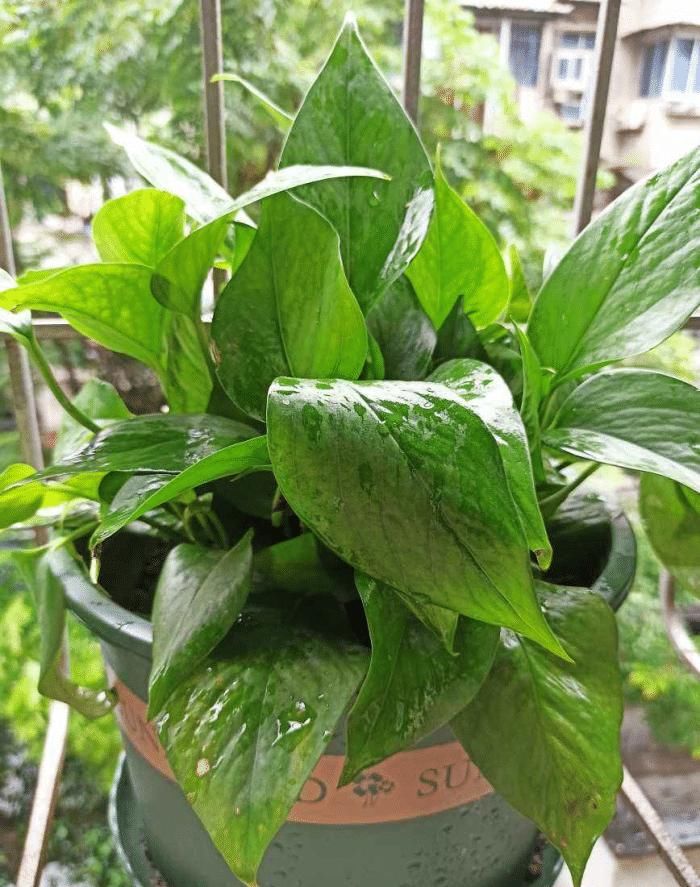 电脑旁养盆小绿植，明目护眼还能净化空气，跟着养护专家学起来吧