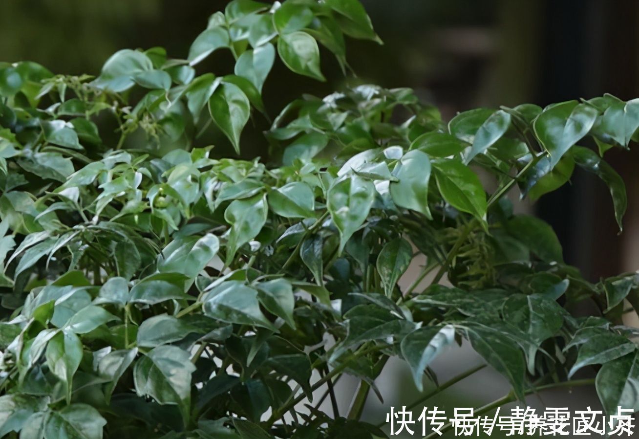 油绿|如果室内盆栽叶子油绿，一碰掉叶子，原因只有2个，救治很简单