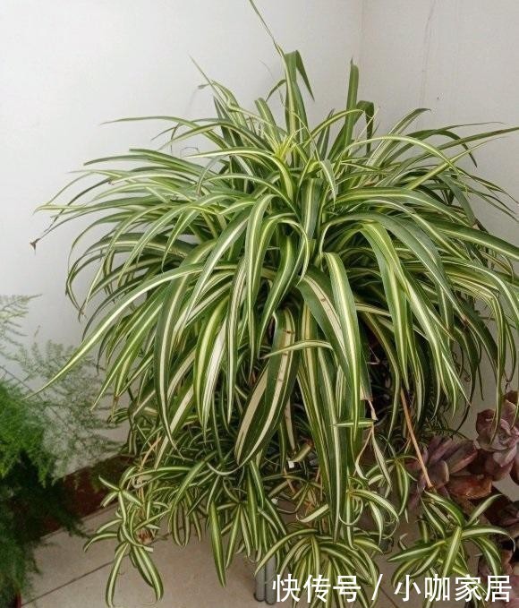 植物|油烟机里的废油是宝贝,兑水浇花,效果很好,观叶植物都可以用