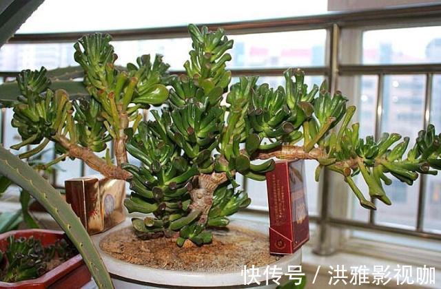 睡眠不好的人，卧室摆上“2种树”，睡的香，耐阴除螨虫！