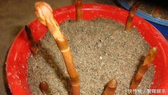 中药|杂草里不起眼的“它”,挖出根400一斤,是珍贵中药,能治癫痫