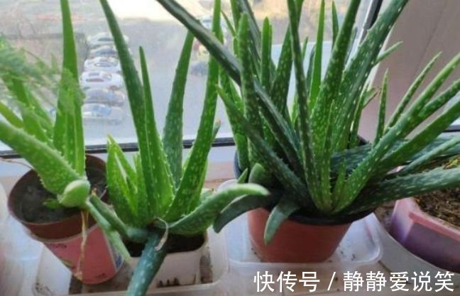 家养此款花卉,开花勤爱爆盆,旺财又镇宅,好养易活,四季常青!