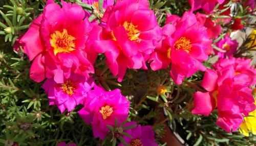 门前养花，选这“4款”就该“贱养”，少管点枝叶旺、开花勤