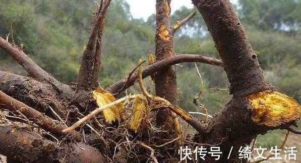 野草|根茎却藏有“黄金”像菠菜的野草,是上等的珍贵药材你们见过吗