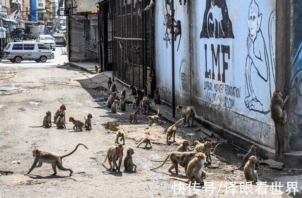 泼猴|泰国猴群打劫路人 占领小镇 吃太好患高血压 却还被民众供奉