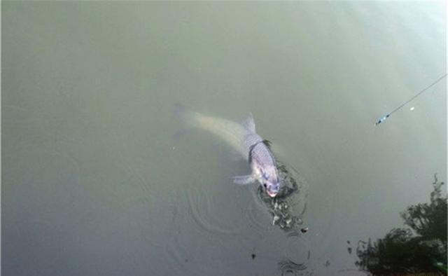 大鱼|钓鱼技巧:子线用长还是用短?看钓法、看鱼情,不能拍脑袋决定