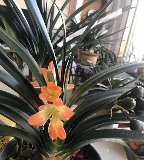 冷却塔|让君子兰“快生根”用上1种“好宝贝”，2周长满狗牙根